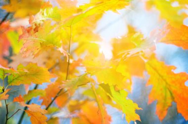 sonbahar yaprakları arka plan