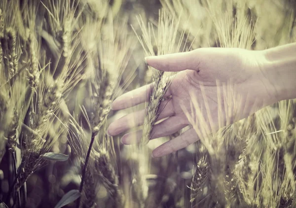 Hand in a wheat field — Stock Photo, Image