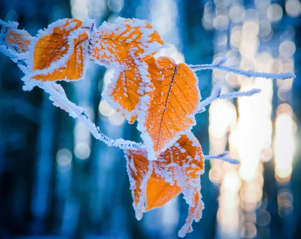 Bladeren bedekt met sneeuw — Stockfoto