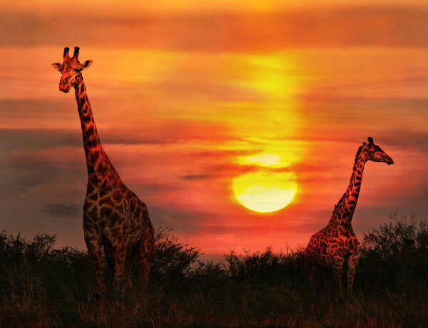 Two giraffes against the African beautiful sunset