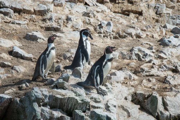 Pinguins humbold em paracas — Fotografia de Stock