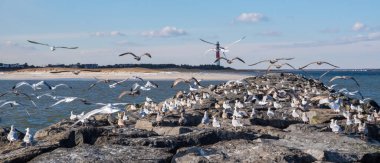 Barnegat Deniz Feneri 'ndeki Barnegat Deniz Feneri manzarası Deniz Feneri Parkı, Ocean County, New Jersey, ABD