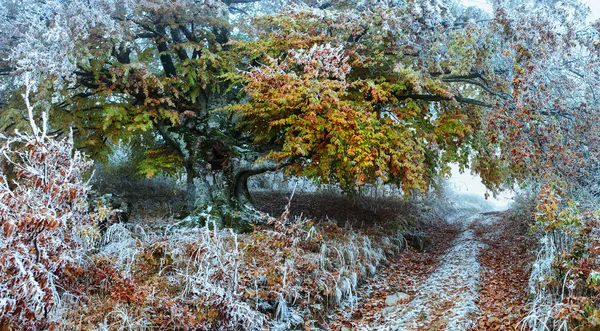 Inverno paisagem florestal — Fotografia de Stock