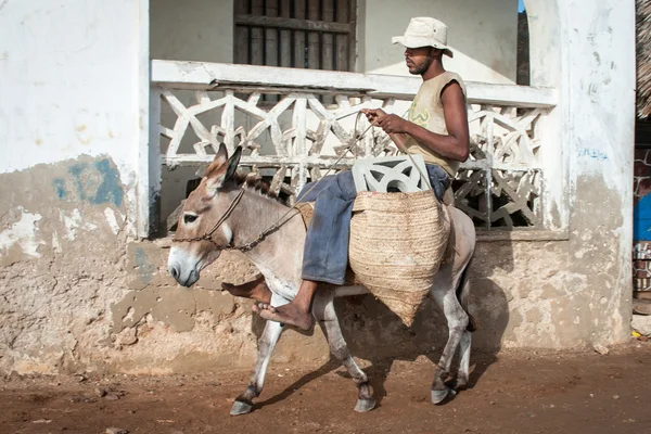 La gente del posto che utilizza un asino per il trasporto a Lamu — Foto Stock