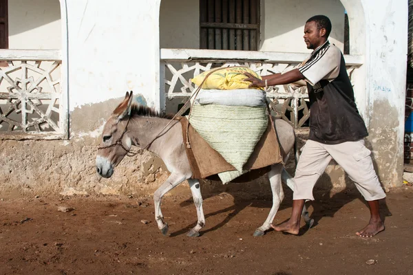 La gente del posto che utilizza un asino per il trasporto a Lamu — Foto Stock