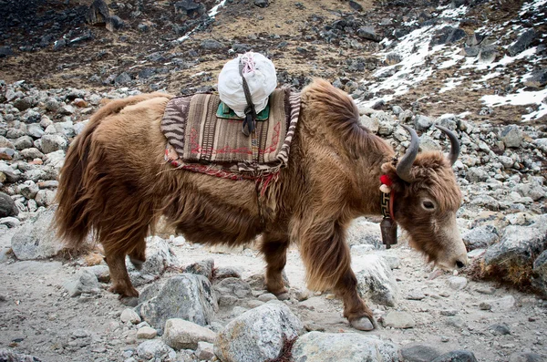 Yak in den Bergen — Stockfoto