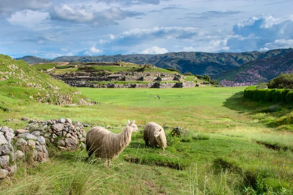 Lamy w Sacsayhuaman w Cuzco — Zdjęcie stockowe