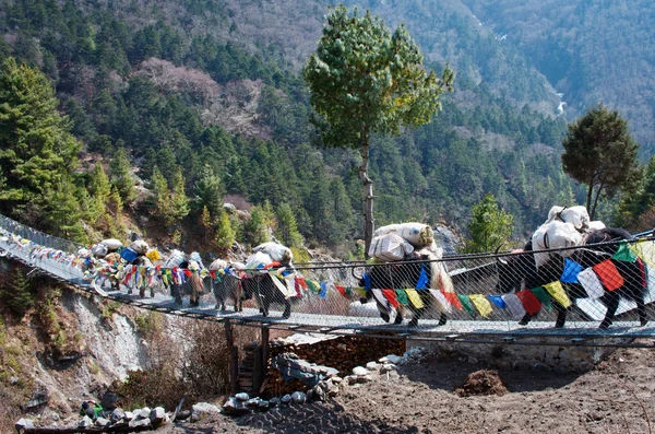 Yaks on the trail near Everest — Stock Image Yaks on the trail near Everest Stock Photo