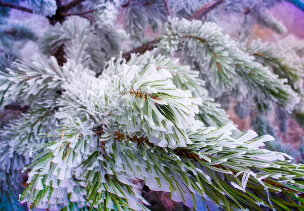 Ramas pino con nieve fresca —  Fotos de Stock