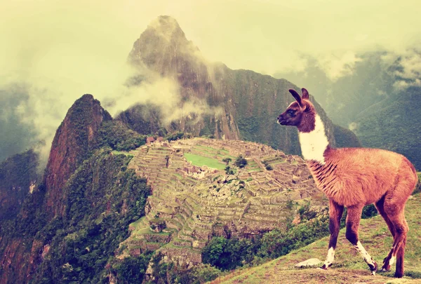 Lama i Machu Picchu, Peru. — Stockfoto