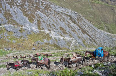 Andes içinde atlar. Peru.