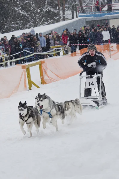 Sled Dog Race στο Χάρκοβο, Ουκρανία — Φωτογραφία Αρχείου