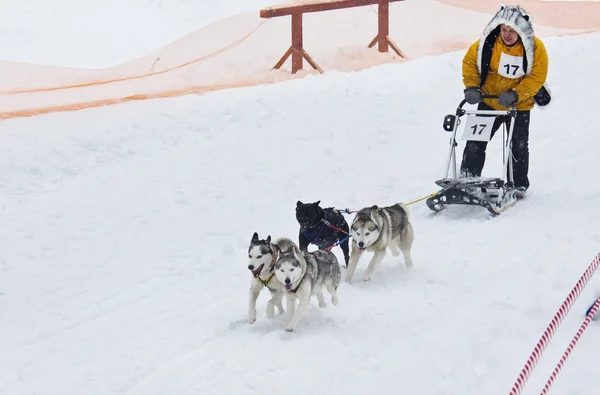 Sled Dog Race in Kharkiv, Oekraïne — Stockfoto