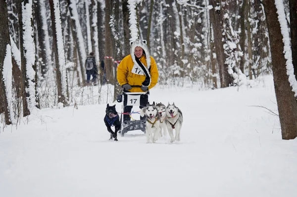 하르키우, 우크라이나에서 썰매 개 경주 — 스톡 사진