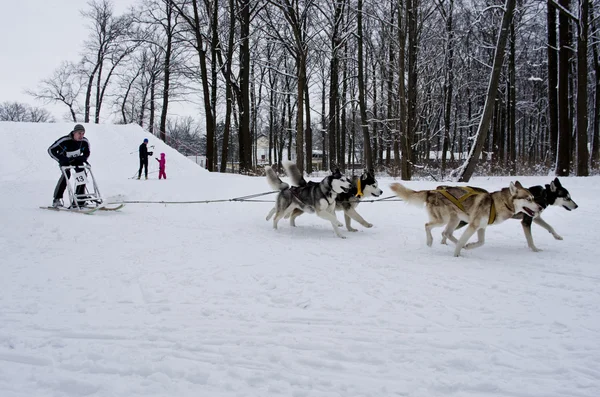 Course de chiens de traîneau à Kharkiv, Ukraine — Photo