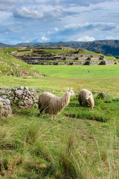 Lamas en Sacsayhuaman en Cuzco — Foto de Stock