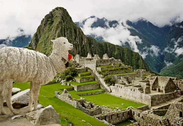 Lama a Machu Picchu, Perù Fotografia Stock