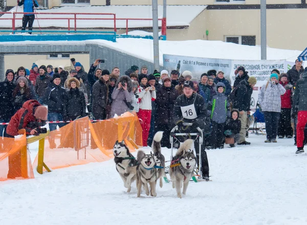 Sled Dog Race στο Χάρκοβο, Ουκρανία — Φωτογραφία Αρχείου