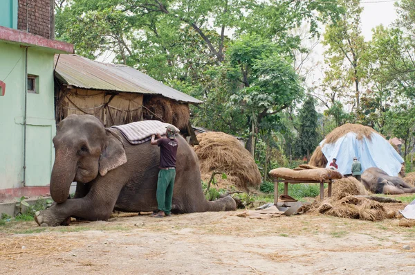 Elefant i Chitwan national park — Stockfoto