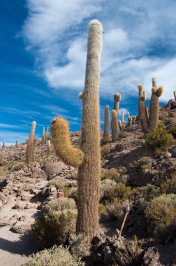 salar de uyuni Island'da görülmektedir