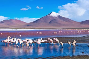 Lake Hedionda pembe flamingolar