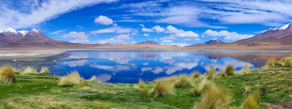 Flamingos cor-de-rosa no Lago Hedionda — Fotografia de Stock