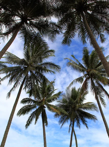 Coconut trees — Stock Photo, Image