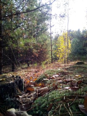 Doğanın sonbahar orman manzarası