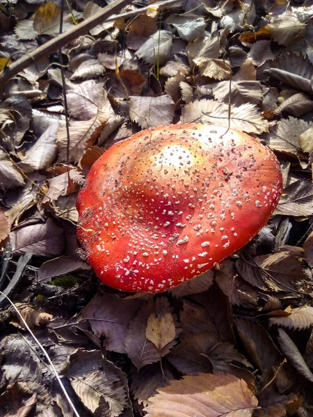 Pictures Autumn Forest Mushrooms Scenery — Stock Photo, Image