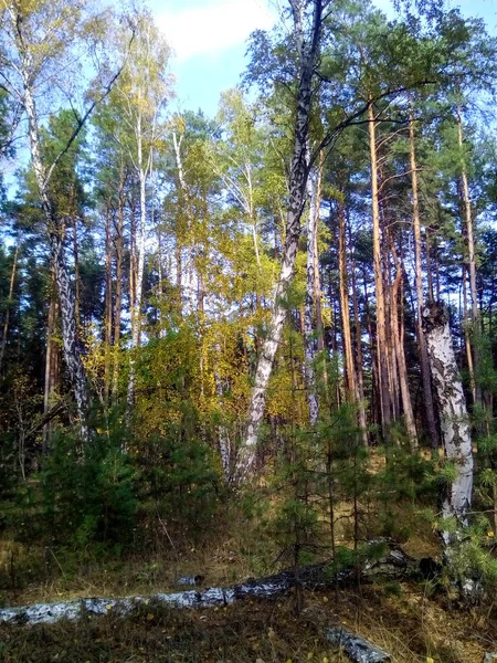 Photos Automne Forêt Champignon Paysage — Photo