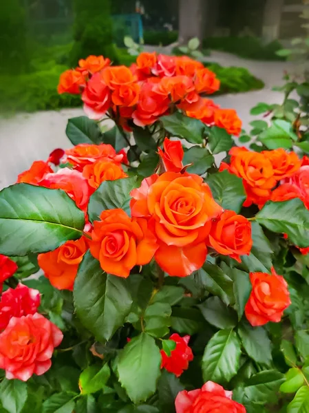 Photo Fleurs Roses Paysage — Photo