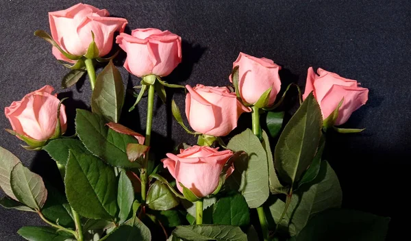 Rose Flower Background Photo — 스톡 사진