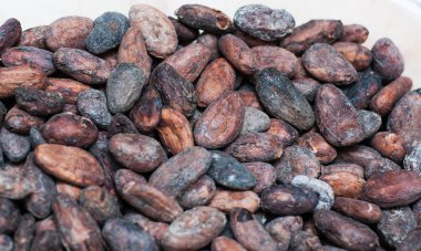 Ham kakao çekirdekleri
