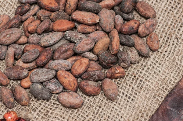 Los granos de cacao — Foto de Stock