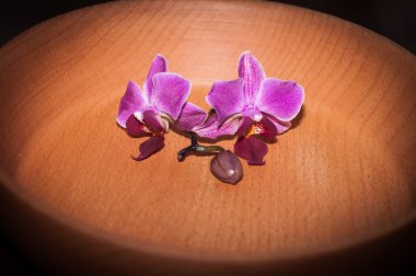 Eflatun bir ahşap yüzeye orkide