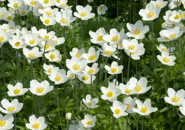 As flores brancas — Fotografia de Stock