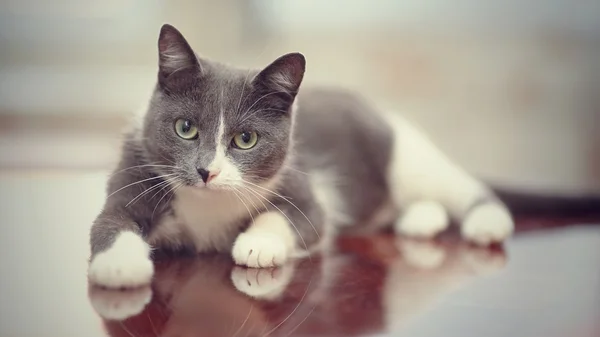 Gato doméstico de uma cor branco-fumaça Fotos De Bancos De Imagens Sem Royalties