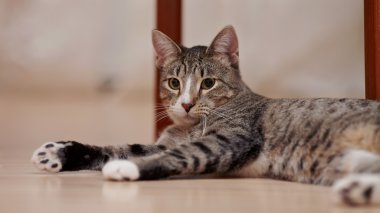 Beyaz pençe ile çizgili kedi