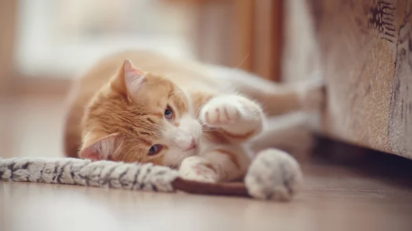 Rosso con bianco un gatto giocherellone a strisce con un giocattolo . — Foto Stock