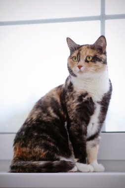 Bir pencere, Aile içi çok renkli kedi.