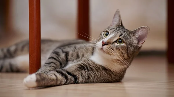 Striped cat with white paws plays — Stock Photo, Image