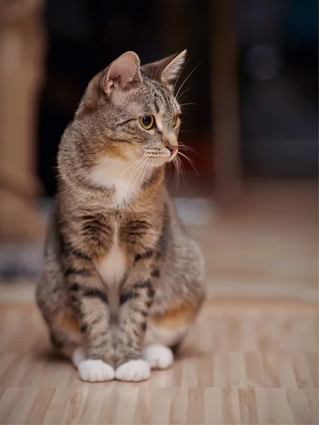 Gato listrado com patas brancas e olhos amarelos — Fotografia de Stock