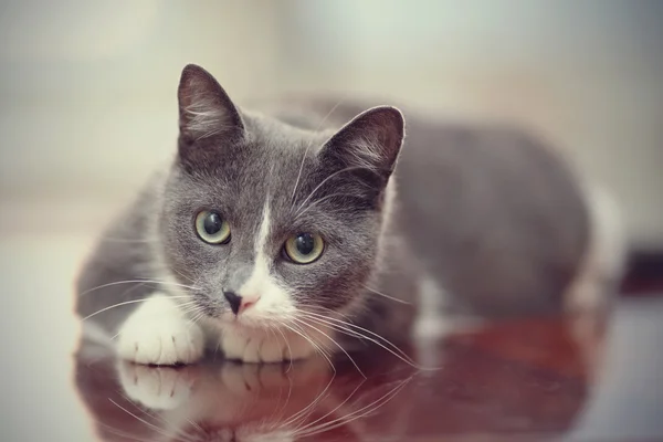 Domestic nice cat cat of a smoky-white color — Stock Photo, Image