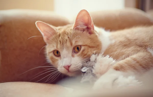 Retrato de un gato de rayas rojas con un juguete . — Foto de Stock