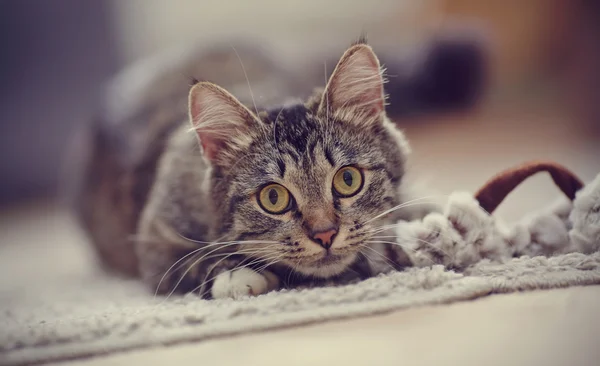 Портрет полосатая кошка с желтые глаза — стоковое фото