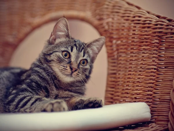 Retrato de un gatito doméstico a rayas en una silla de mimbre —  Fotos de Stock