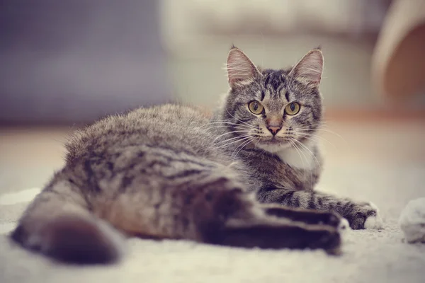 The striped cat with yellow eyes — Stock Photo, Image