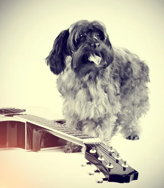 Dog and guitar. — Stock Photo, Image