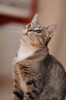 Bir aile içi gri çizgili kedi portresi