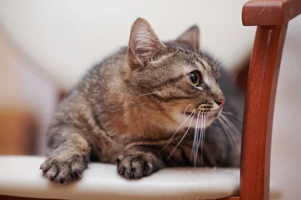 Memnun bir çizgili kedi portresi — Stok fotoğraf